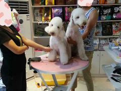 android_upload_pic-久久宠物(河东万达店)