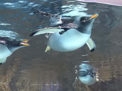 -成都浩海立方海洋公园