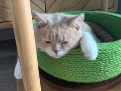 -COLOR PETS 撸猫馆·购猫·猫咖(长风大悦城店)