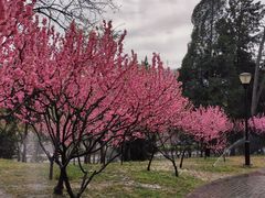 -玲珑塔公园