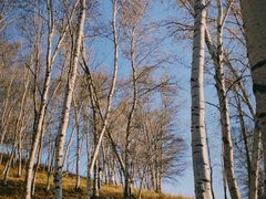 -乌兰布统景区-白桦林