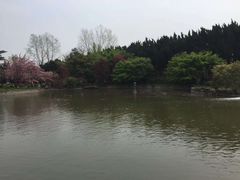 -嘉定紫藤园