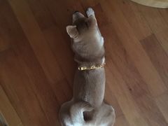 -八公叔叔宠物美容连锁(春申店)