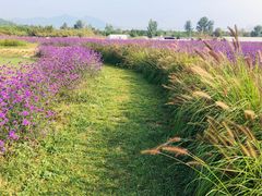 -北京东方普罗旺斯薰衣草庄园