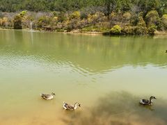 -广州白江湖森林公园