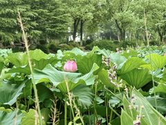 -金银湖国家城市湿地公园