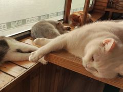 -猫的茶·猫咖