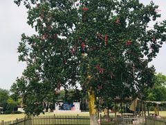 -合肥三国新城遗址公园