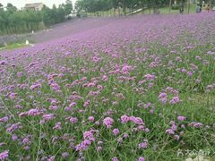 -大塘金香草谷