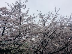 -武汉大学-樱园