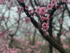 -香雪海