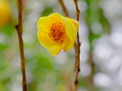 -中国科学院华南植物园