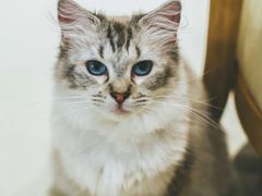 -藏猫猫咖啡主题馆(中央大道店)