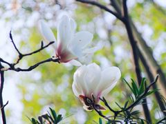 -八大山人梅湖景区