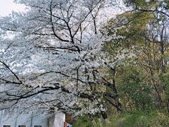 -梅园食堂