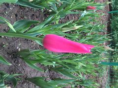 洛阳郁金香牡丹园-洛阳郁金香牡丹园