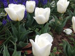 iphone_upload_pic-上海鲜花港