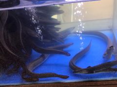 -本炙炭烤·蒲烧活鳗料理店(金沙洲店)