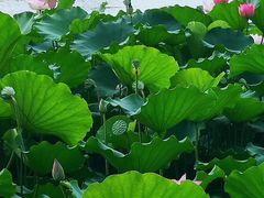 -荔湾湖公园