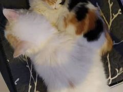 -平行世界·猫咖(首经贸店)