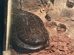 -深圳野生动物园