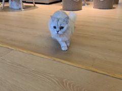 -猫腻·猫咖·撸猫馆(星光大道店)