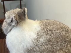 -楼上猫咖(罗湖店)