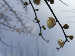-温江公园