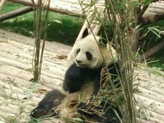 -成都大熊猫繁育研究基地