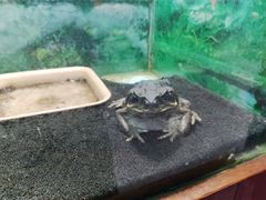 -上海大自然野生昆虫馆
