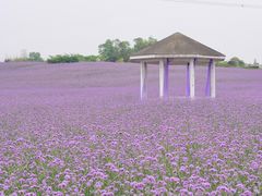 -紫颐香薰山谷景区
