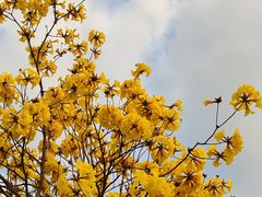 -东莞植物园