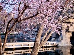 -桃花堤公园