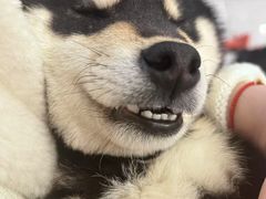 -柴犬小屋·柴餐厅·狗咖食堂(金鼎广场店)