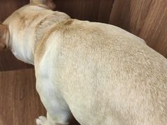 -柯斗斗主题餐厅·狗咖·围炉煮茶·茶饮(国瑞升平里店)