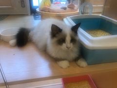 -Pets First伊珊娜洗护·精致美容·家庭式寄养(新会路店)