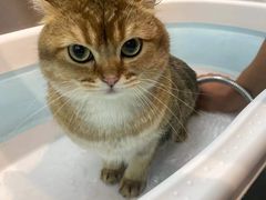 -PETKIT小佩宠物·低压洗护(国顺东路店)