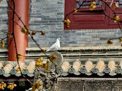 -西安大兴善寺