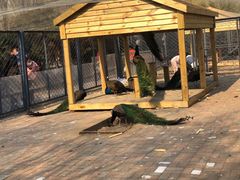 -长白岛森林公园