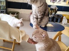 -平行世界·猫咖(首经贸店)