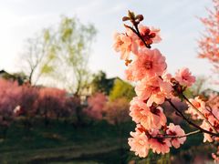 -石塘人家