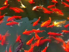 -石家庄市植物园