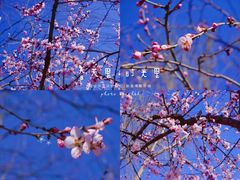 -大兴滨河森林公园