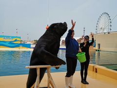 -秦皇岛乐岛海洋王国