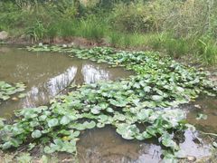 -新江湾城公园
