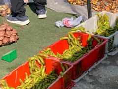 -蒲河大集