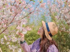 -天适樱花悠乐园