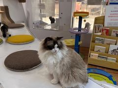 -COLOR PETS 撸猫馆·购猫·猫咖(长风大悦城店)