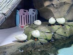 -海合安青岛极地海洋公园
