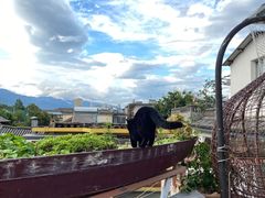 -喵屿·大理花园猫咖